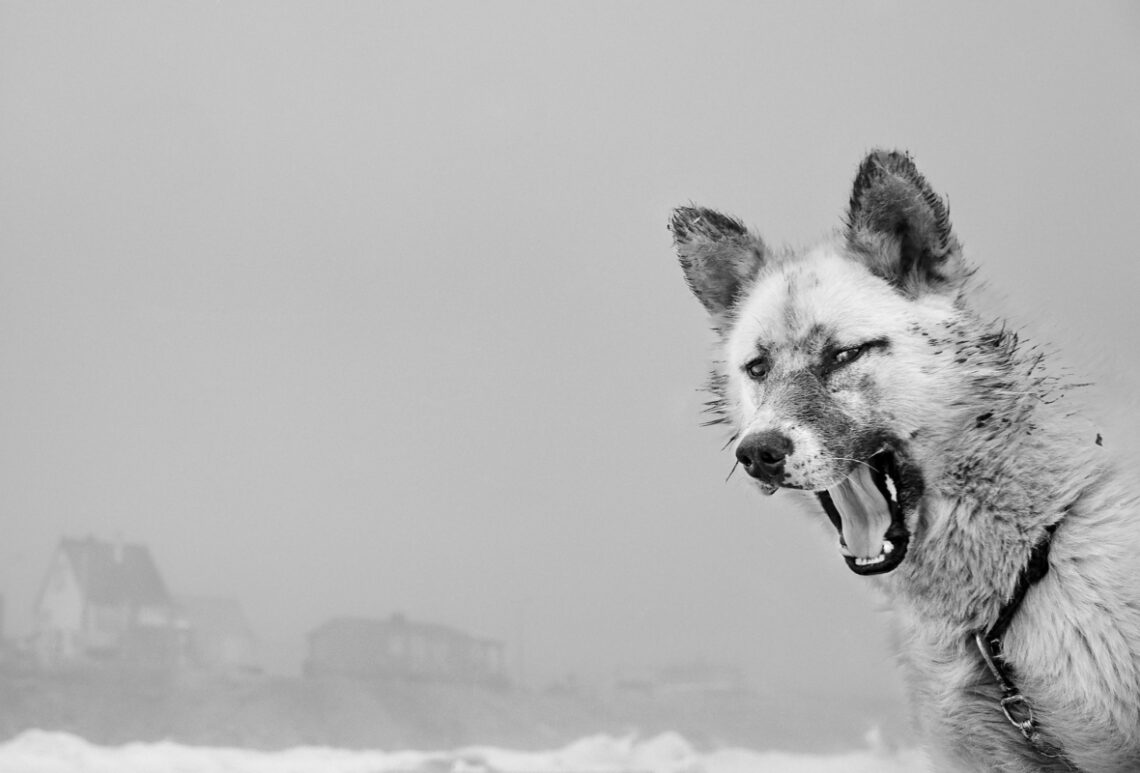 Close-up of Sled Dog in Greenland, in the year 2019.